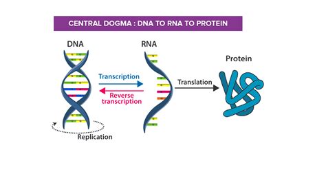 Who Discovered Central Dogma