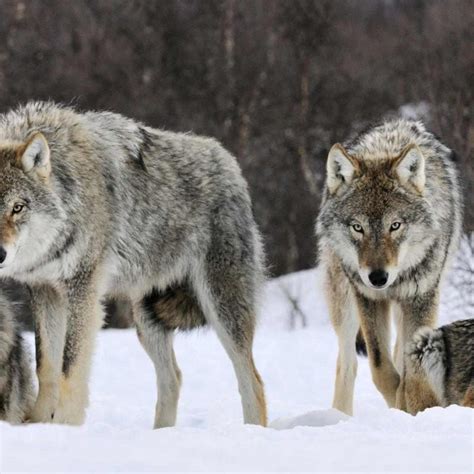 10 Best Wolf Pack Wallpaper Hd Full Hd 1080p For Pc