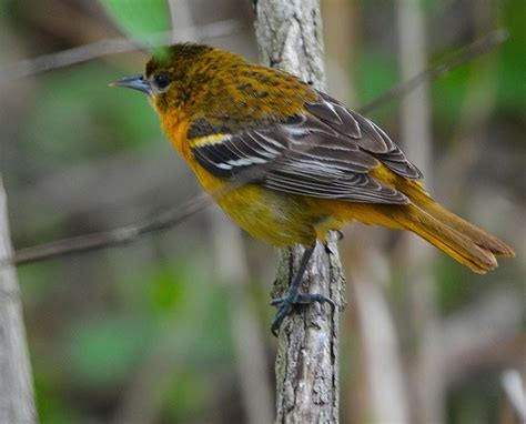 Red And The Peanut Female Baltimore Oriole