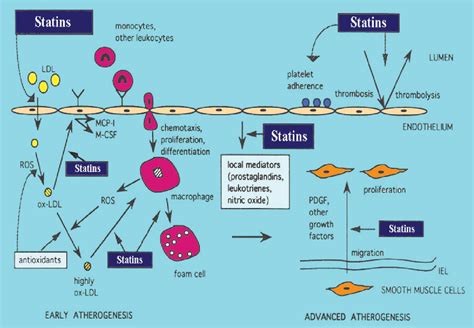 Figure 2 From Statins Mechanism Of Action And Effects Semantic Scholar