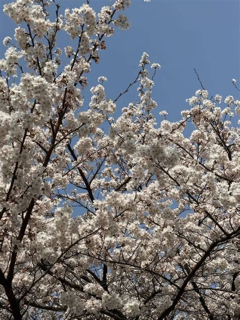 White Sakura Cherry Blossoms On The Tree Under Blue Sky Beautiful