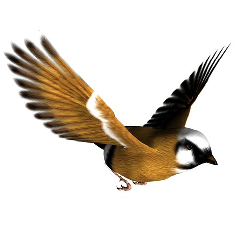 Clipart Bird Png 20 Free Cliparts Download Images On Clipground 2023