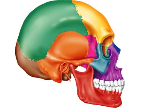 Lab Practical 1 Axial Skeleton The Cranial Bones Diagram Quizlet