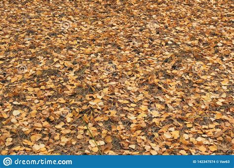 Dry Autumn Leaves Stock Photo Image Of Leave Golden 142347574