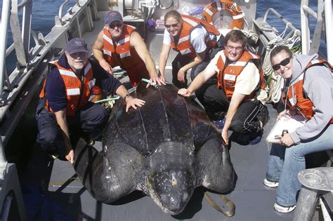 Tinthe Worlds Largest Turtle Weighing More Than 1300 Pounds And Measuring 68 Feet Long