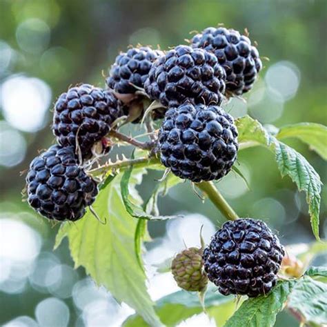 Black raspberry (rubus occidentalis) is a plant native to continental europe and asia minor. Black Raspberry Black Jewel Plant in a 2L Pot - Grow Your ...