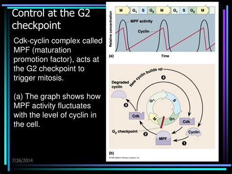 Ppt The Cell Cycle Control Powerpoint Presentation Free Download