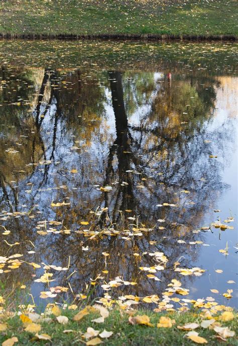 Reflection Of A Tree In A Lake In Autumn With Fallen Leaves Stock Image