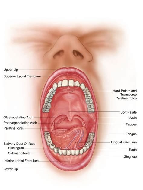 Anatomy Roof Of Mouth