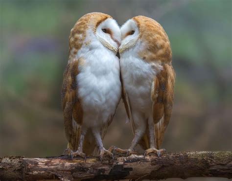 A Pair Of Barn Owls Have A Tender Moment As They Share A Kiss Before
