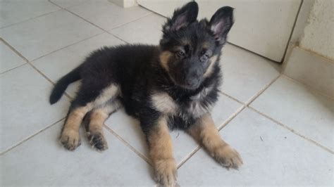 Longhaired German Shepherd Female Puppy Doncaster South Yorkshire Pets4homes