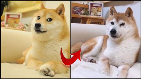 Everything you wanted to know about $doge we've had a great talk with max keller, @dogecoin core developer. Meme Doge Is Getting Older | Kabosu The Doge - YouTube