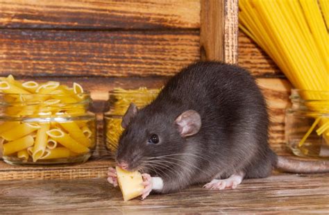 How Lengthy Can Pet Rats Go With Out Meals And Water What Science Says