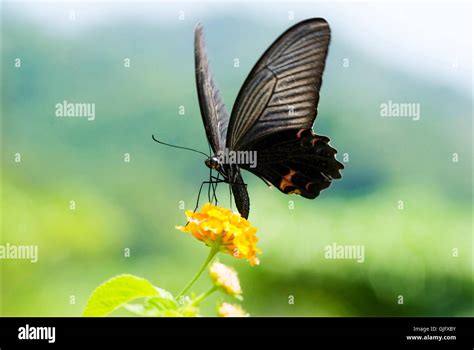 Big Swallowtail Butterfly Flying Stock Photo Alamy