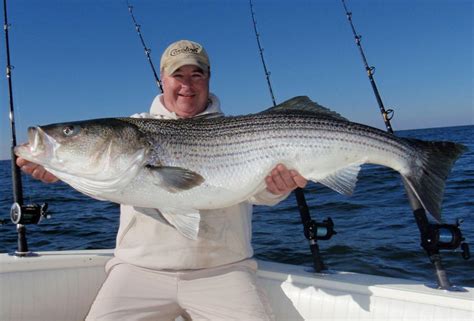 Bill Cochran Big Striped Bass Brighten Holidays For Chesapeake Bay Anglers Outdoors