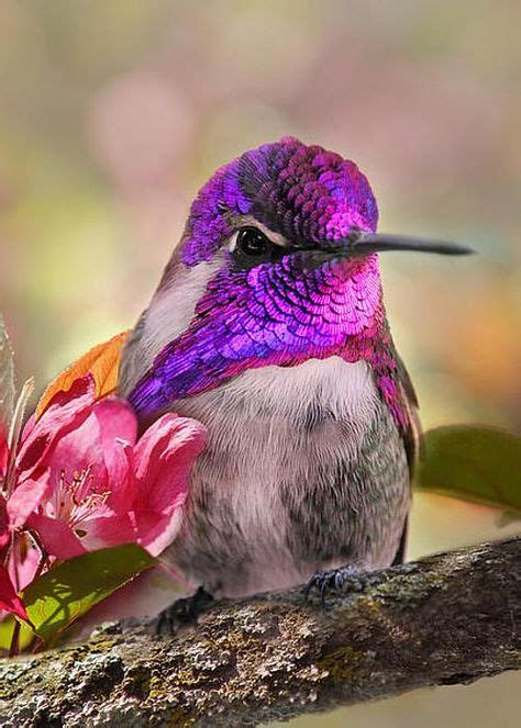 305 Best Hummingbirds Images On Pinterest Beautiful Birds Humming