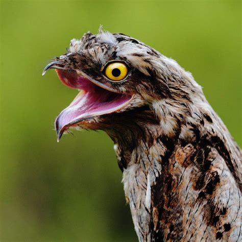 From middle english brid, from old english bird, brid, bridd (young bird, chick), of uncertain origin and relation. Meet Potoo: The Funniest Looking Bird Ever | Weird birds ...