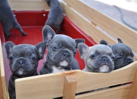The american bulldog is a breed of sporting and working dogs. How Many French Bulldog Puppies in a Litter? - What The ...