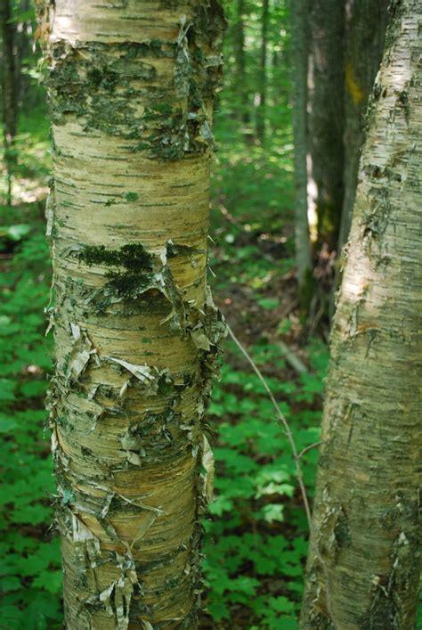 Yellow Birch Common Native Trees Of Nova Scotia · Inaturalist Canada