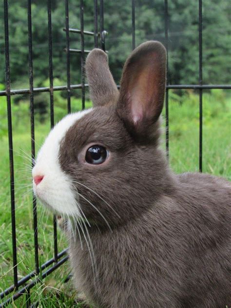 6 Most Expensive Rabbit Breeds With Pictures Pet Keen