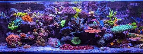 Question Of The Day Mixed Flow Mixed Reef Sand Bed What Are
