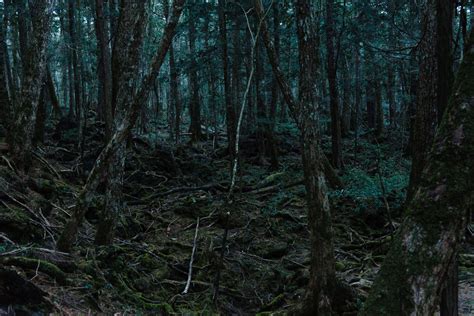 Long Before Video Japanese Fought Suicide In The ‘sea Of Trees The New York Times