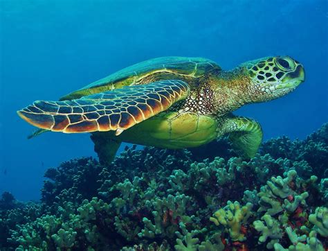 Riverview Science The Diving Sea Turtle