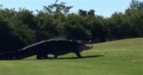 Floridas Famous Giant Gator Chubbs Makes New Appearance Cbs Miami