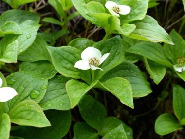 Bunchberry: Pictures, Flowers, Leaves and Identification | Cornus ...