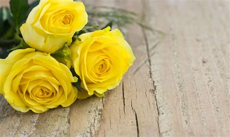 Maybe you would like to learn more about one of these? Ultimate Yellow Rose Meaning & Symbolism Guide | GoldFlorist
