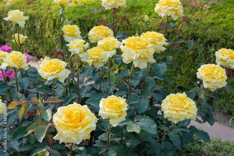 Tokyo Japan Rose Flower Golden Medaillon At Kyu Furukawa Gardens