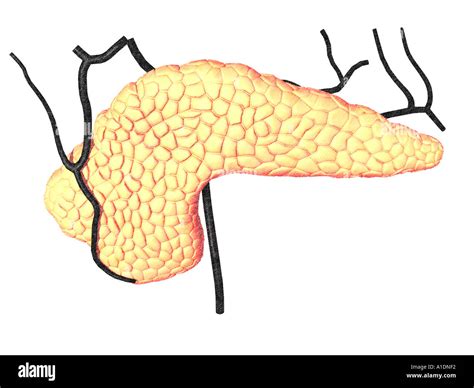 Illustration Of Pancreas Stock Photo Alamy