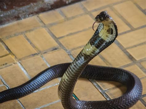 Giant Cobra Escapes Swedish Zoo Enclosure Canadacom