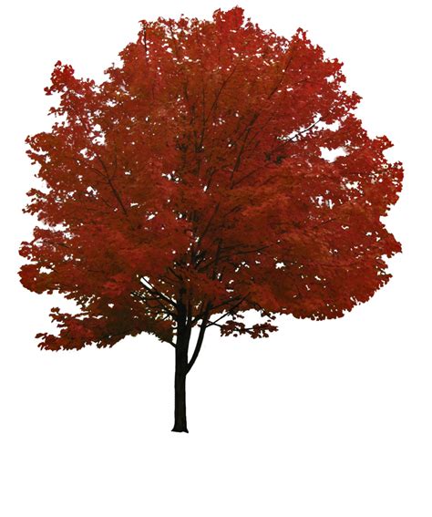 Fall Tree Png Png Image Collection