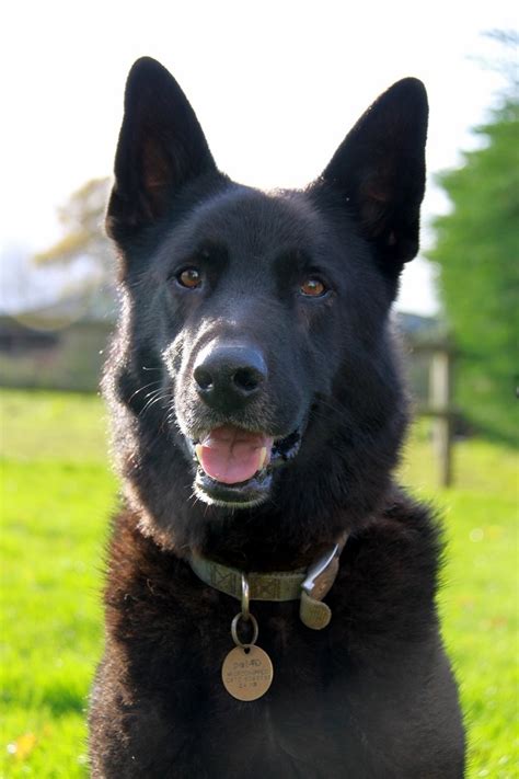 124 Best Images About Black German Shepherd On Pinterest Best Dogs