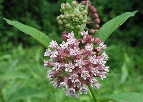 Twelve Native Milkweeds For Monarchs The National Wildlife Federation