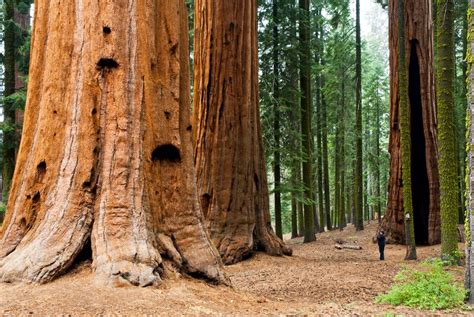 Ireland To Plant Largest Grove Of Redwood Trees Outside Of