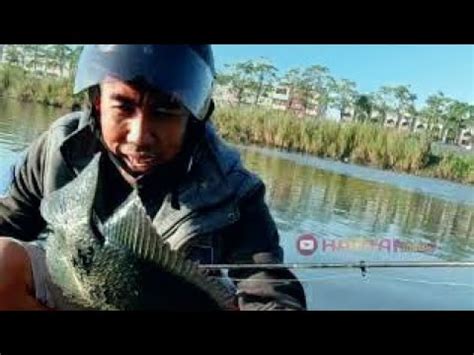 Ikan ini dapat berkembang biak dengan cepat, dalam rentang waktu pemeliharaan 5 hingga 6 bulan kita sudah dapat memanen dan. Tips Mencari Spot mancing Terbaik / cara mengetahui tempat ...