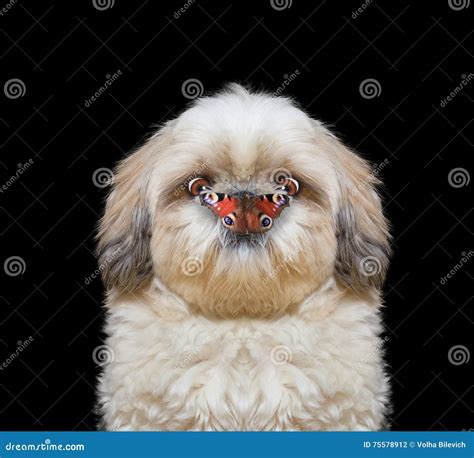 Dog Looks At Butterfly At His Nose Stock Photo Image Of Pets Animal