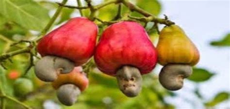 We did not find results for: 11 Amazing Health Benefits of Cashew Fruit You Might Know ...