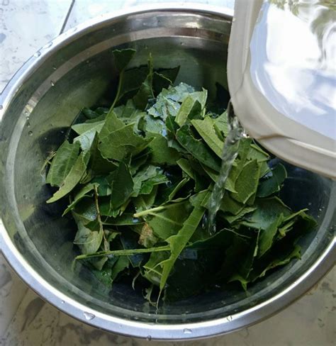 Barbata myers.) tanaman merambat, daun berwarna hijau pucat dengan rambut di atas permukaannya. Mudahnya Buat Cincau Hijau Dari Pokok Jenis Perdu, Cuma ...
