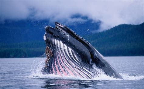 Blue Whale Hd Wallpaper Background Image 2560x1600