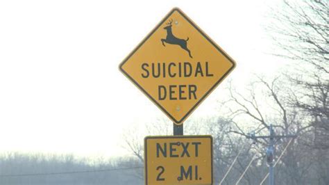 Unique ‘suicidal Deer Sign Put Up In Iowa Town