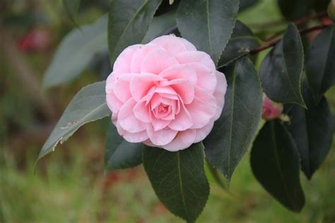 Camellia Ave Maria Plantes Daquitaine