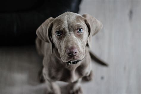 Wallpaper Id 285451 Weimaraner Puppy Dog Snout Animal Portrait 4k