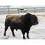 Consider Traits When Buying A Bull — Extension And Ag Research News