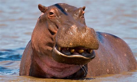 Fotos Del Hábitat De Los Hipopótamos Imágenes Y Fotos
