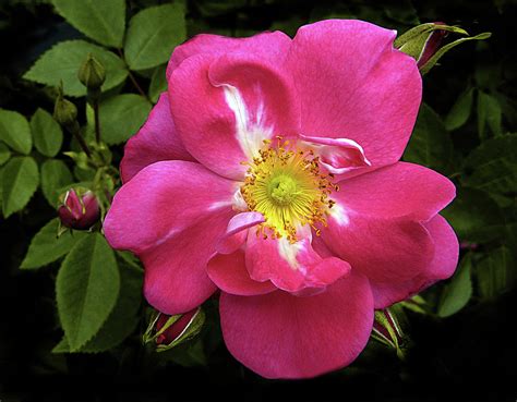 Sweet Briar Rose Photograph By Jessica Jenney Fine Art America