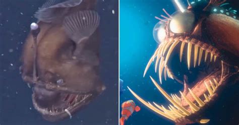 Video Rare Footage Of Sea Devil Fish Made Famous By Finding Nemo