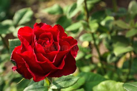 Beautiful Blooming Red Rose In Garden Closeup Space For Text Stock